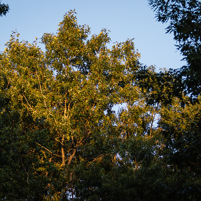 I think I was feeling somewhat uninspired this day, but the sunlight hit the tree as the evening came.