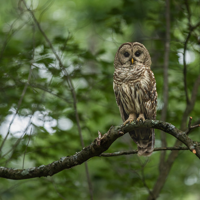 Barred owl sitting on the closest branch out the window for a long time. E tried to cut it down for mom earlier but couldn't get it down. Lucky for us!