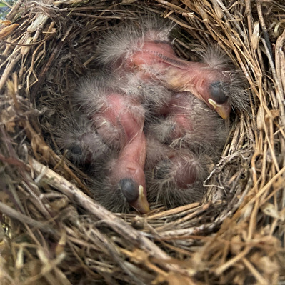 Baby Purple finches just hatched. The eggs were laid when M was in town.