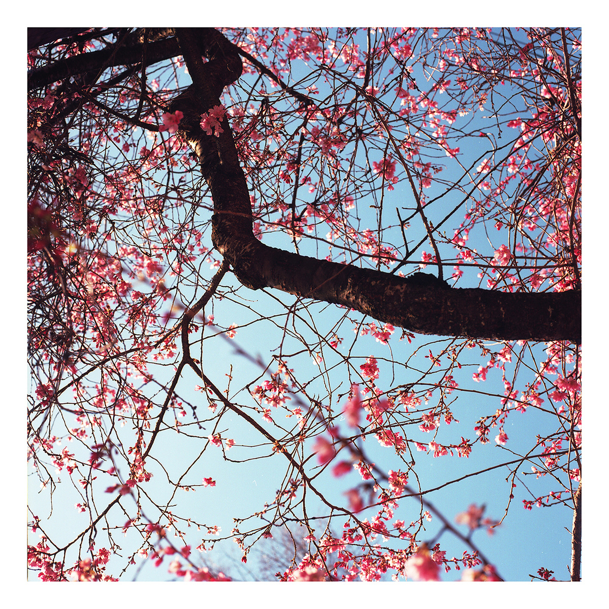Kodak Ektar 100