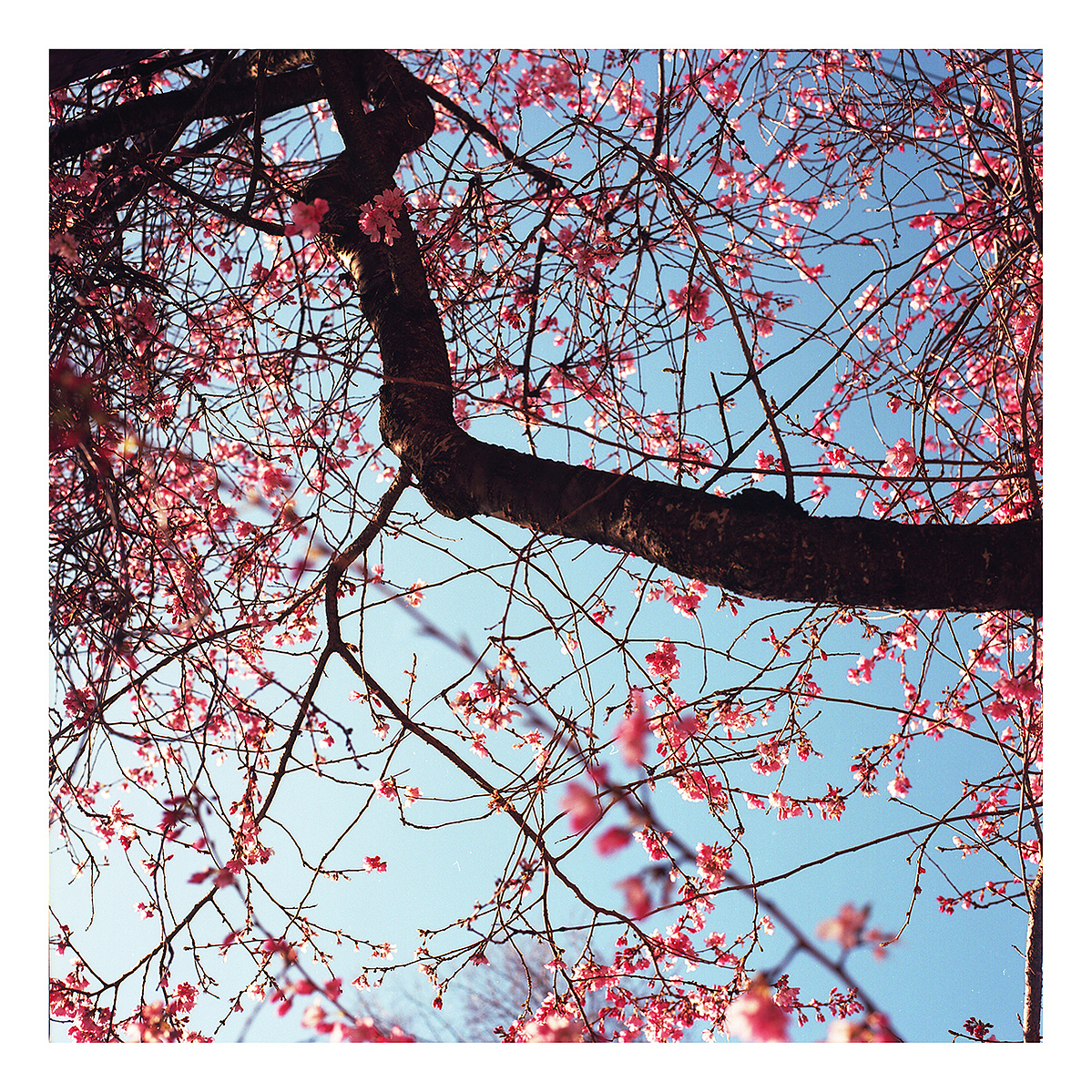 Kodak Ektar 100