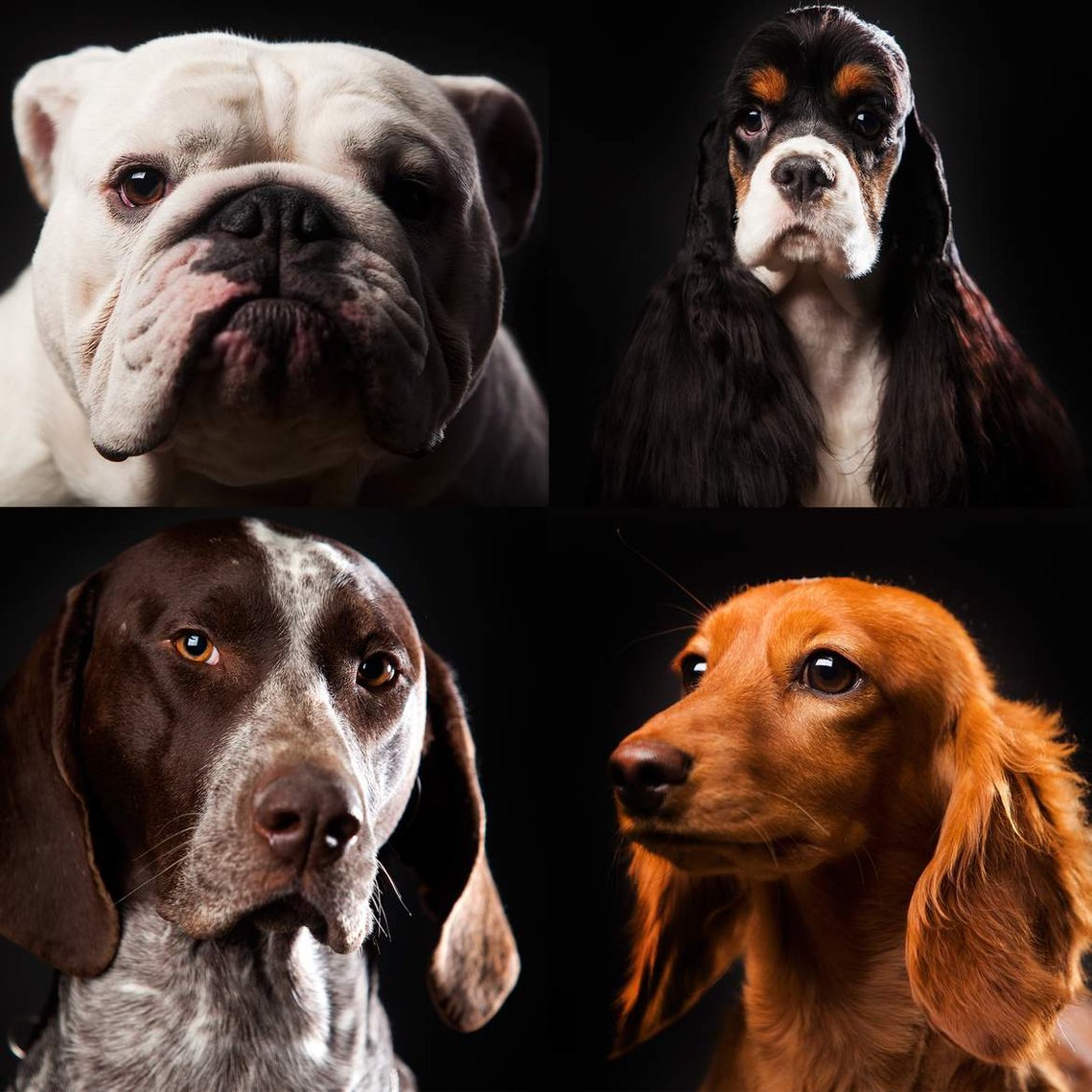 From top left, Bernie, a 1-year-old English bulldog, Ellie, a 2-year-old parti-color cocker spaniel, Lazy Hearts Shining Star, a 3-year-old German shorthaired pointer and Angie, a 7-month-old shirley bastian dachshund pose for portraits.