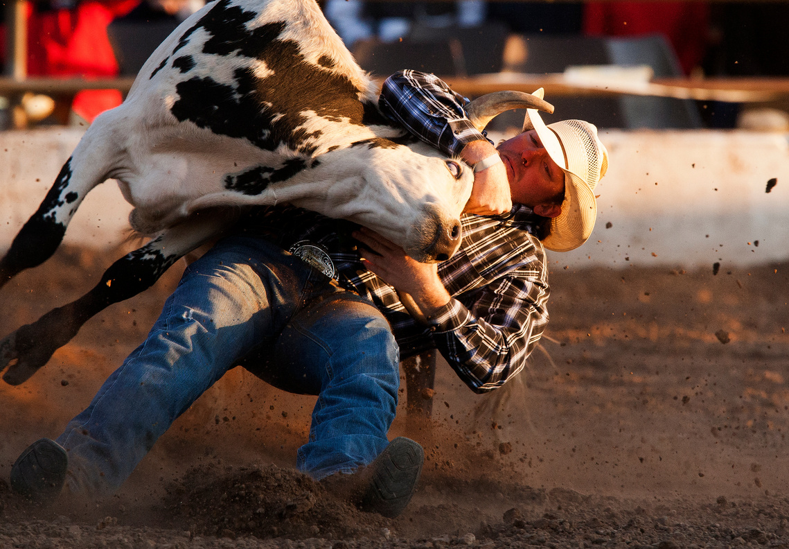 Forest Sainsbury of Camp Crook, S.D. attempts to take down a steer during the PCRA Range Days Rodeo steer wrestling event Saturday at the Central States Fairgrounds.