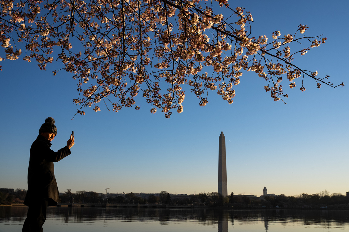 Visitors enjoy the cherry blossoms in Washington. The annual National Cherry Blossom Festival commemorates Japan's gift of 3,000 cherry trees in 1912.