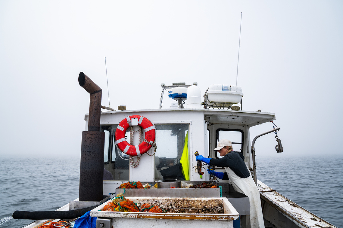 Krista Tripp places lobsters she caught into a bin off the coast of Maine before she returns to the harbor to sell her haul.