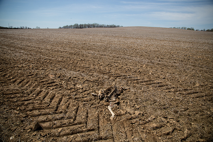 An animal carcass lies in a field in Harford County, Maryland.