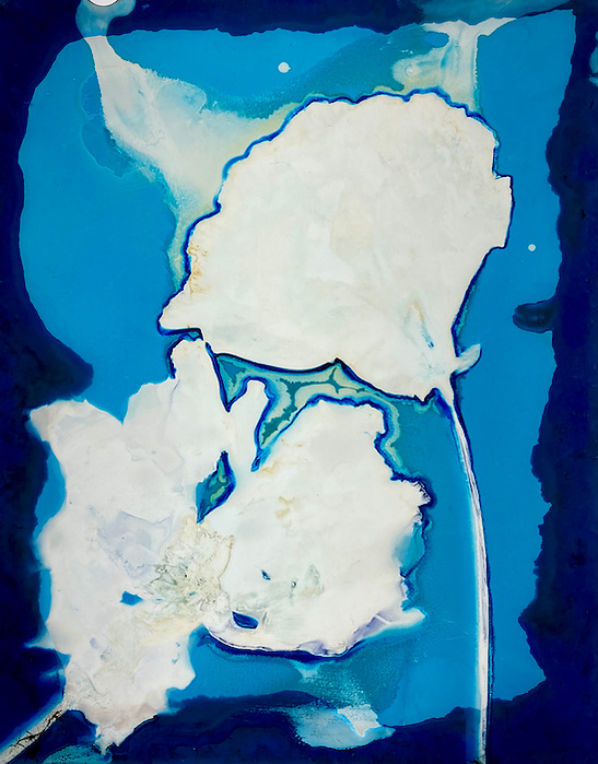 Botanical cyanotype plus lumen print by Nikki Gardner.