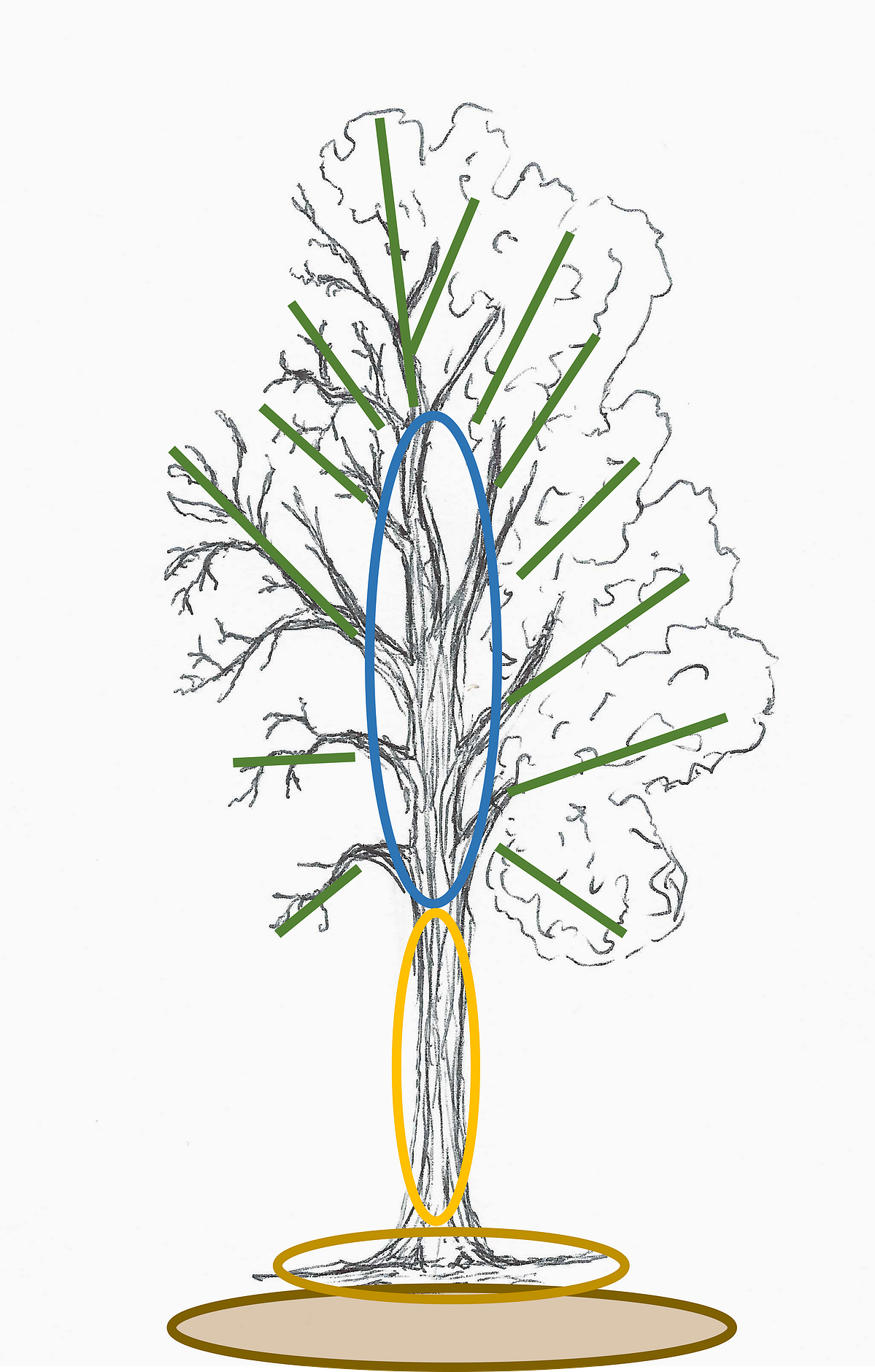 Comment expertiser un arbre  Articles arbre expertise dossiers