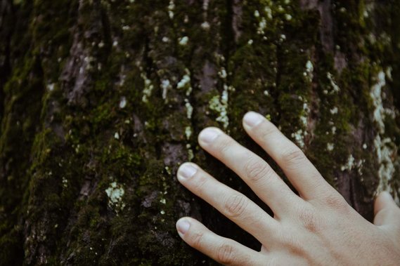 Inspection visuelle de branches d'un Séquoia géant.