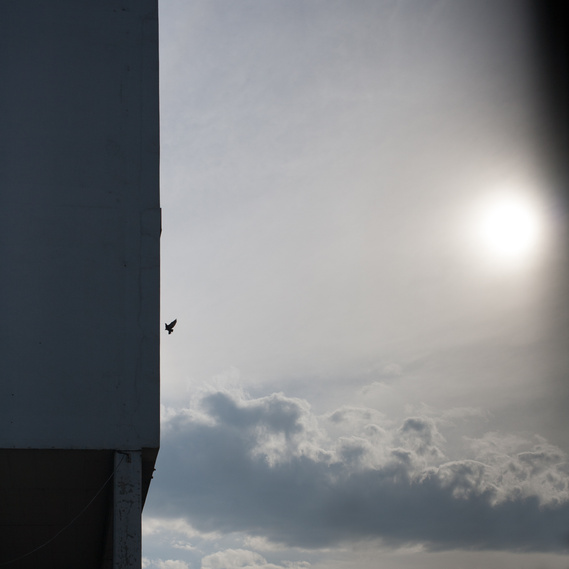 Pigeon, Athens, Greece, ©Patroklos Skafidas, Antenas~
