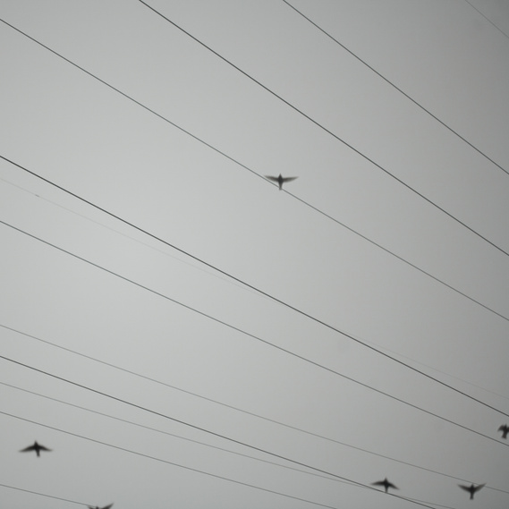 Birds 2, Kozani, Greece, ©Patroklos Skafidas, Antenas~