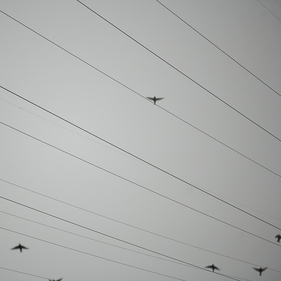 Birds 2, Kozani, Greece, ©Patroklos Skafidas, Antenas~