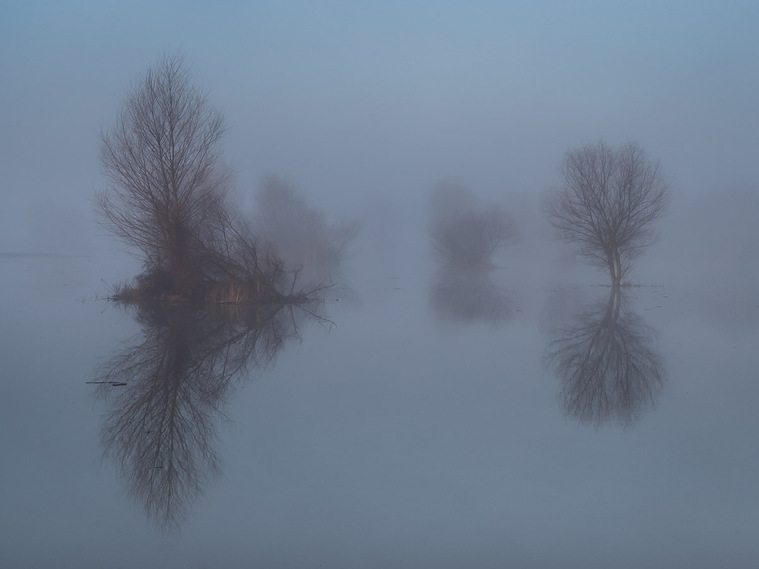 Tule Fog over Wetlands