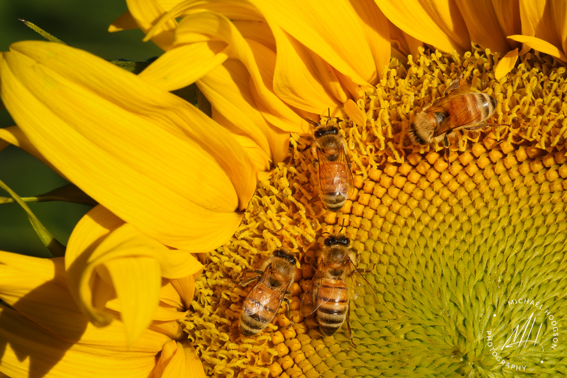 Closeup of a sunflower with honey bees gathering pollen.