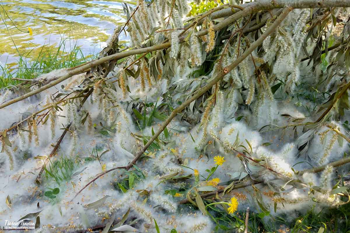 Cottonwood seeds fluff along a riverbank in Metz, France. 