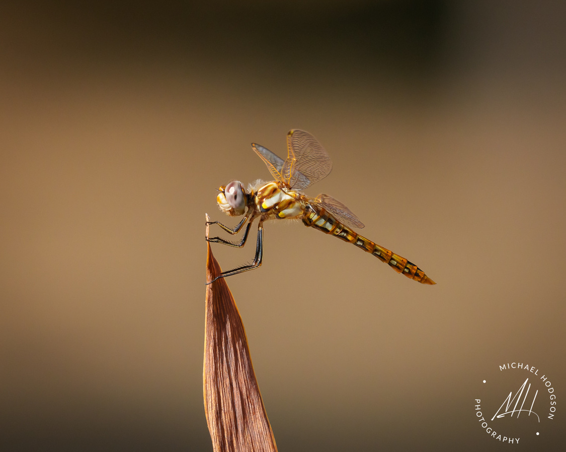 A variegated meadowhawk dragonfly clings to the top of a dry leaf in the early morning sunlight in Northern California.