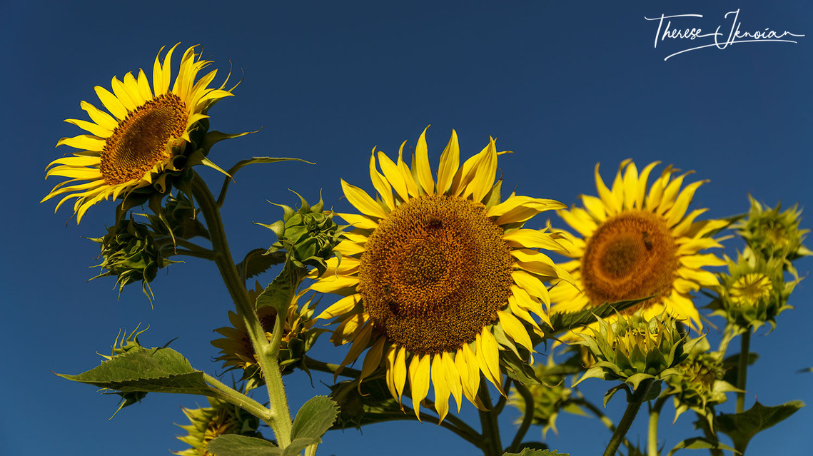 Looking up at sunflower blossoms with a bright blue sky as the backdrop. 