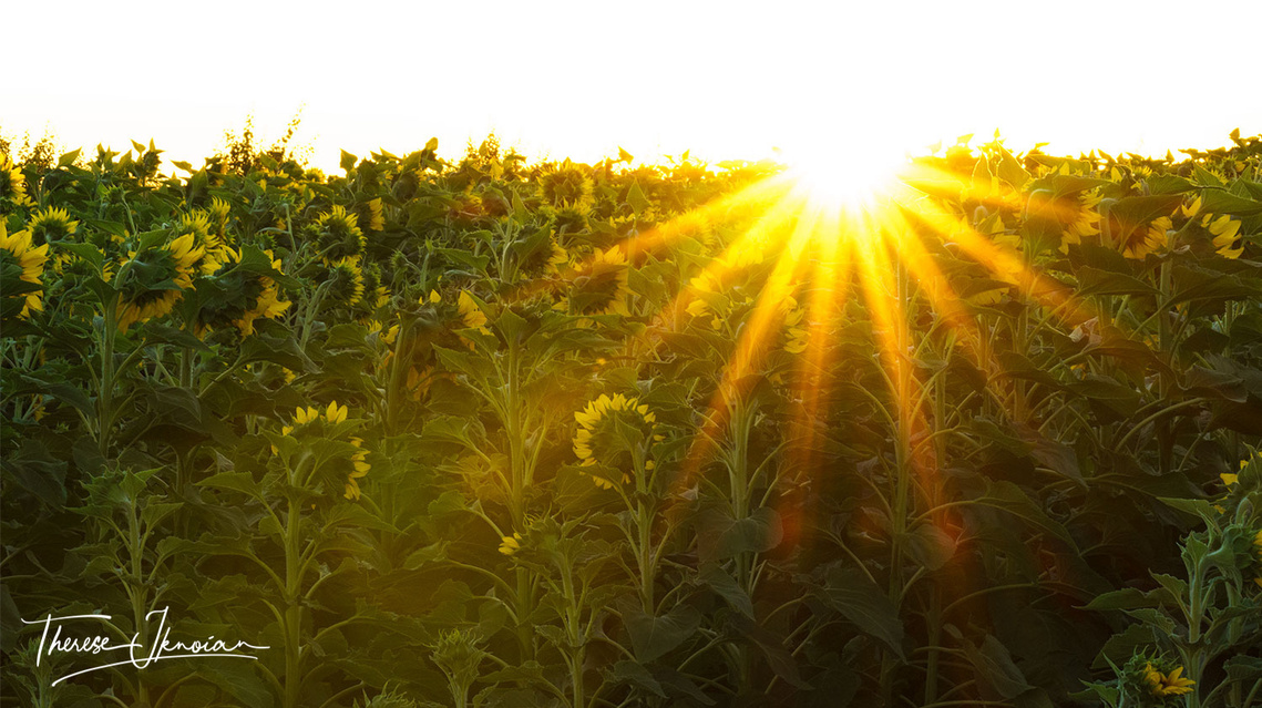 Photo of a sunflower field with a sunburst.