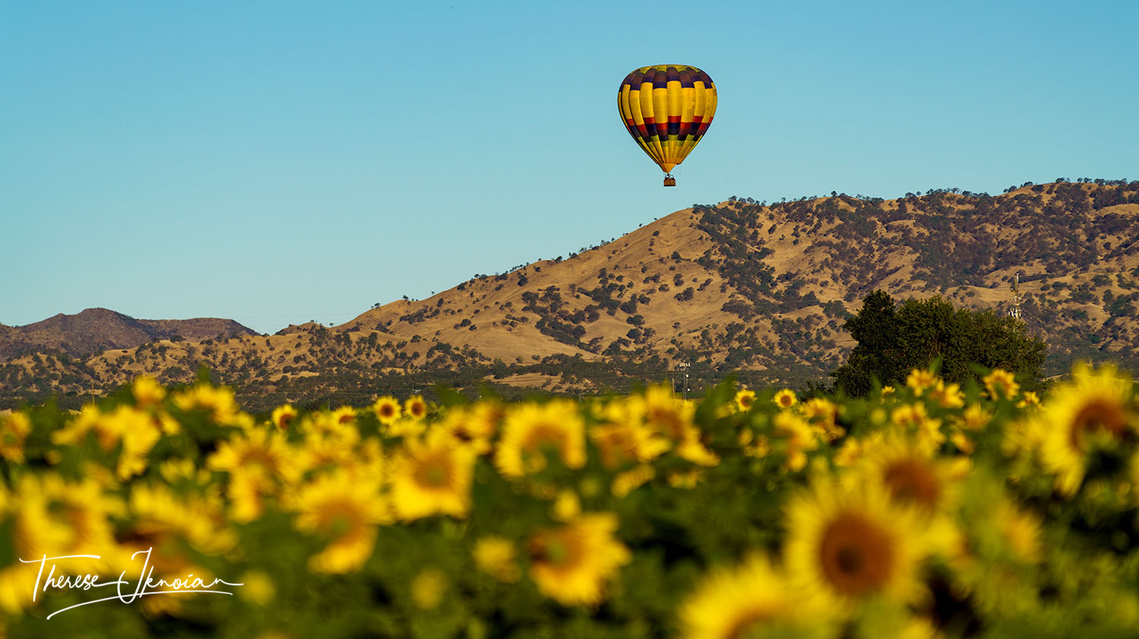 Photo of a hot air balloon flying over a sunflower field, with the field of sunflowers slightly blurred by the photographer. 