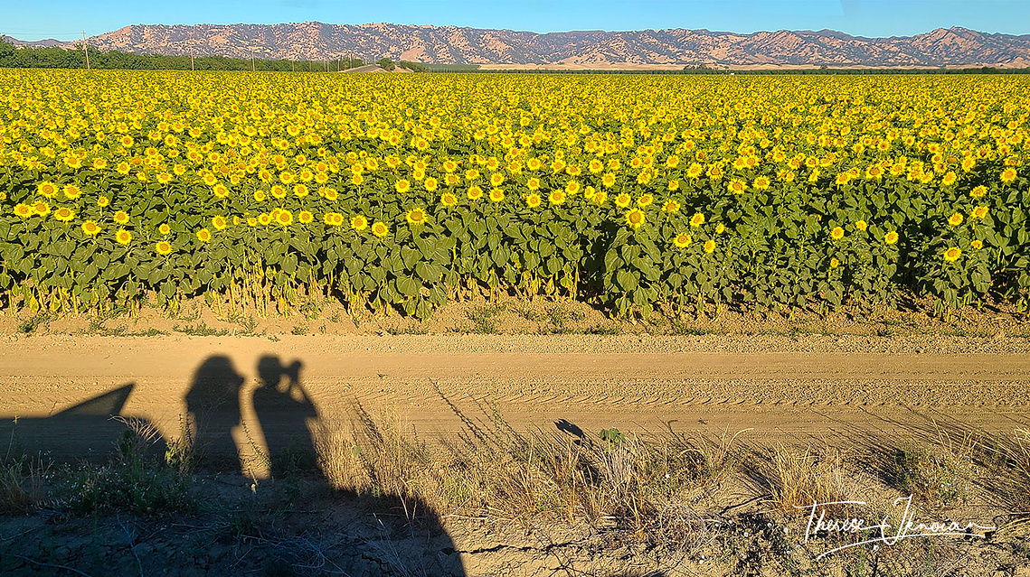 Shadow image of two people standing on the back of a truck taking photographs of a yellow sunflower field. 