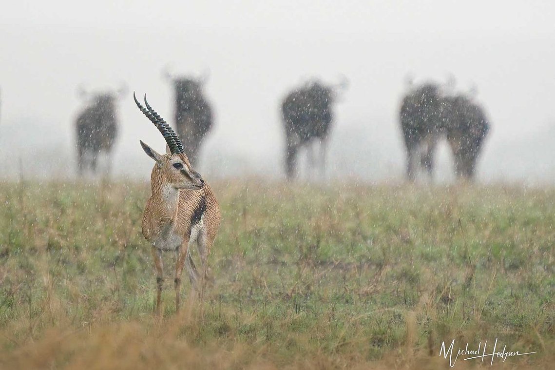 A lone Thomson's gazelle stands in the rain with wildebeest in the background in the Maasai Mara. 