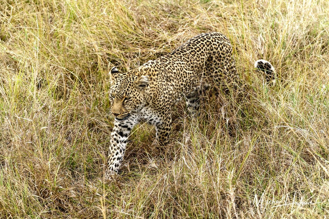 A photo from above looking down at a leopard walking beside a safari vehicle. 