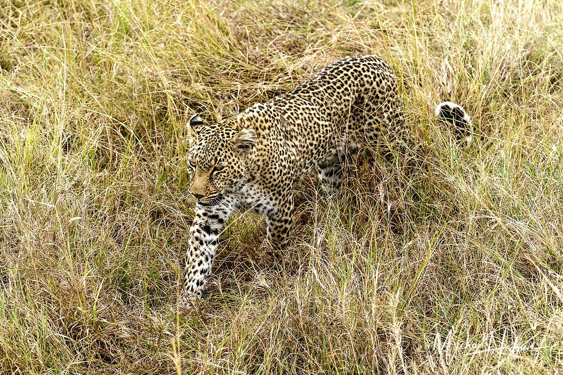 A photo from above looking down at a leopard walking beside a safari vehicle. 