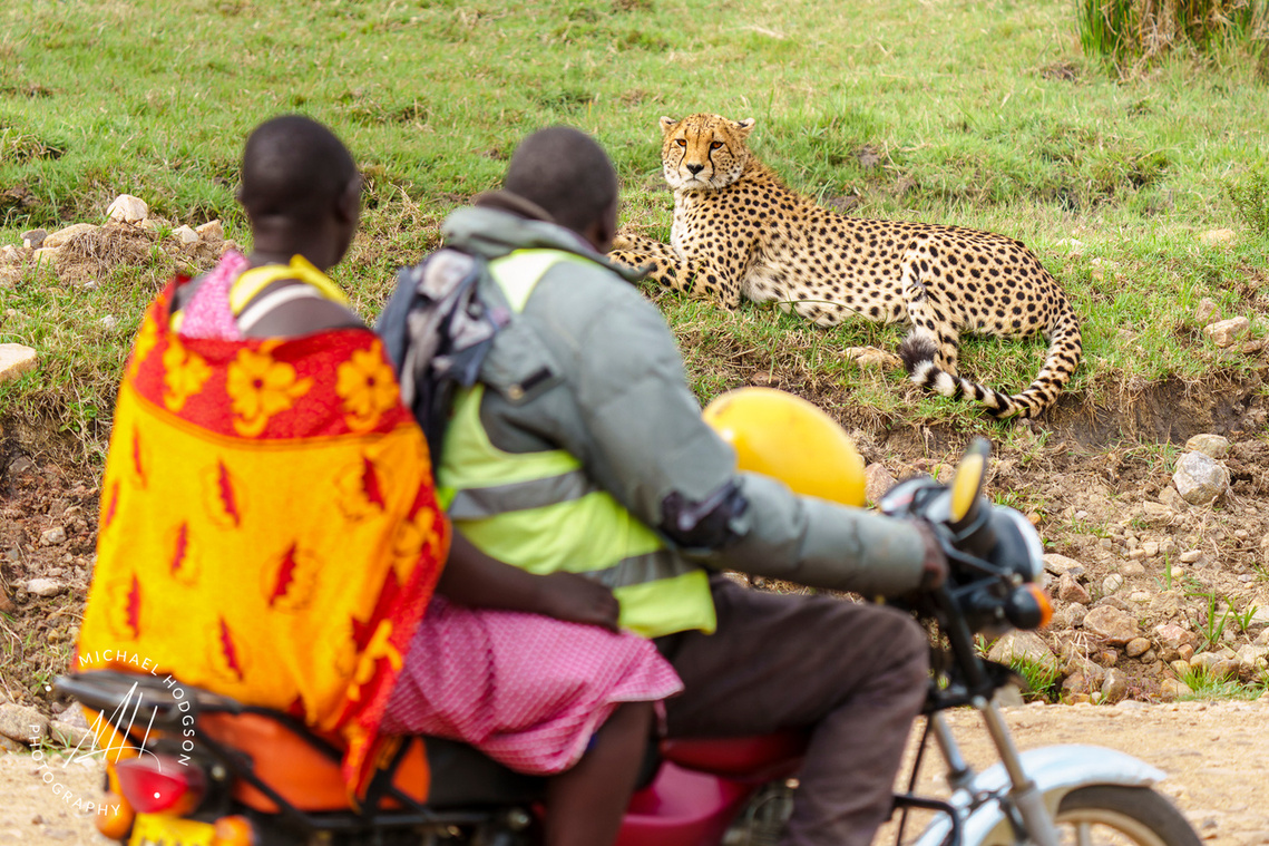 Two Kenyan's on a motorcycle encounter a male cheetah staring at them from the side of the road. 