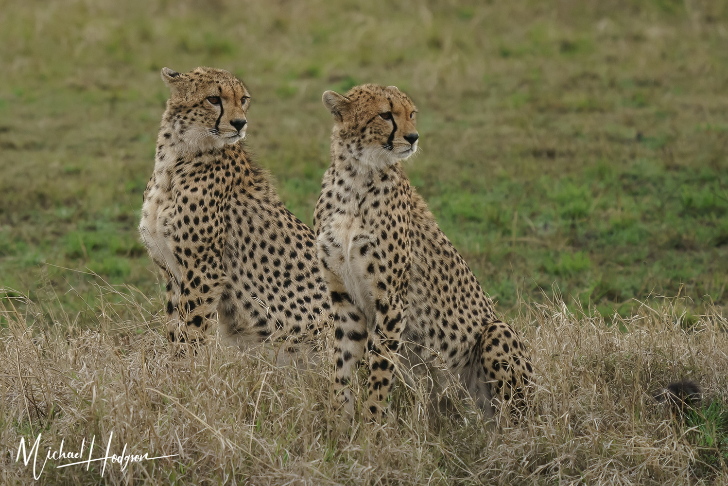 Two male cheetahs sitting and looking in the same direction in Amboseli. 