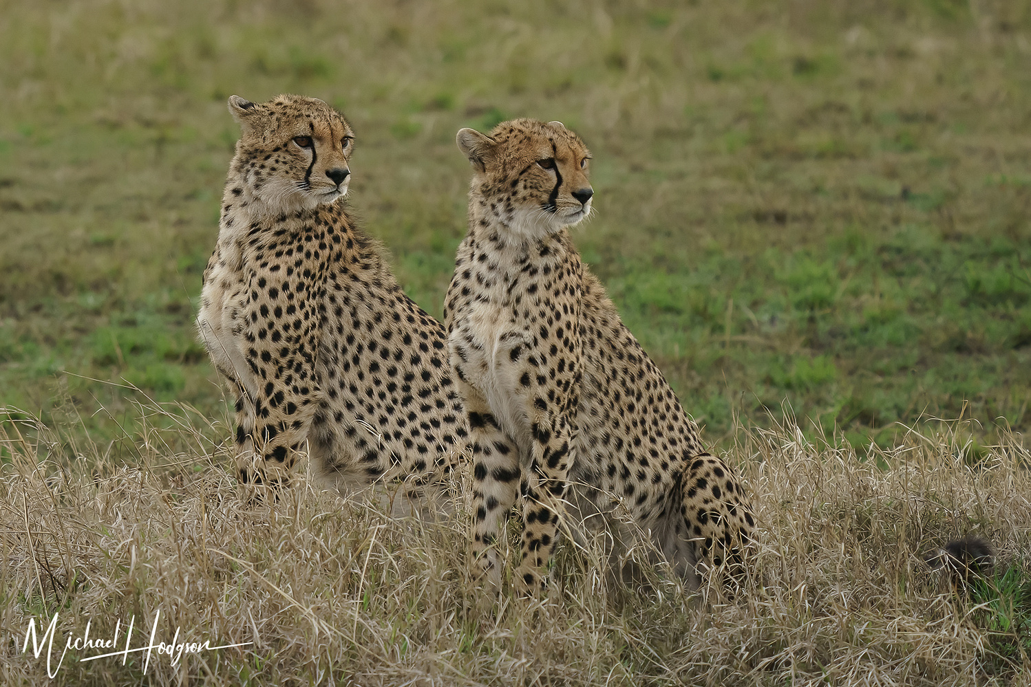 Two male cheetahs sitting and looking in the same direction in Amboseli. 