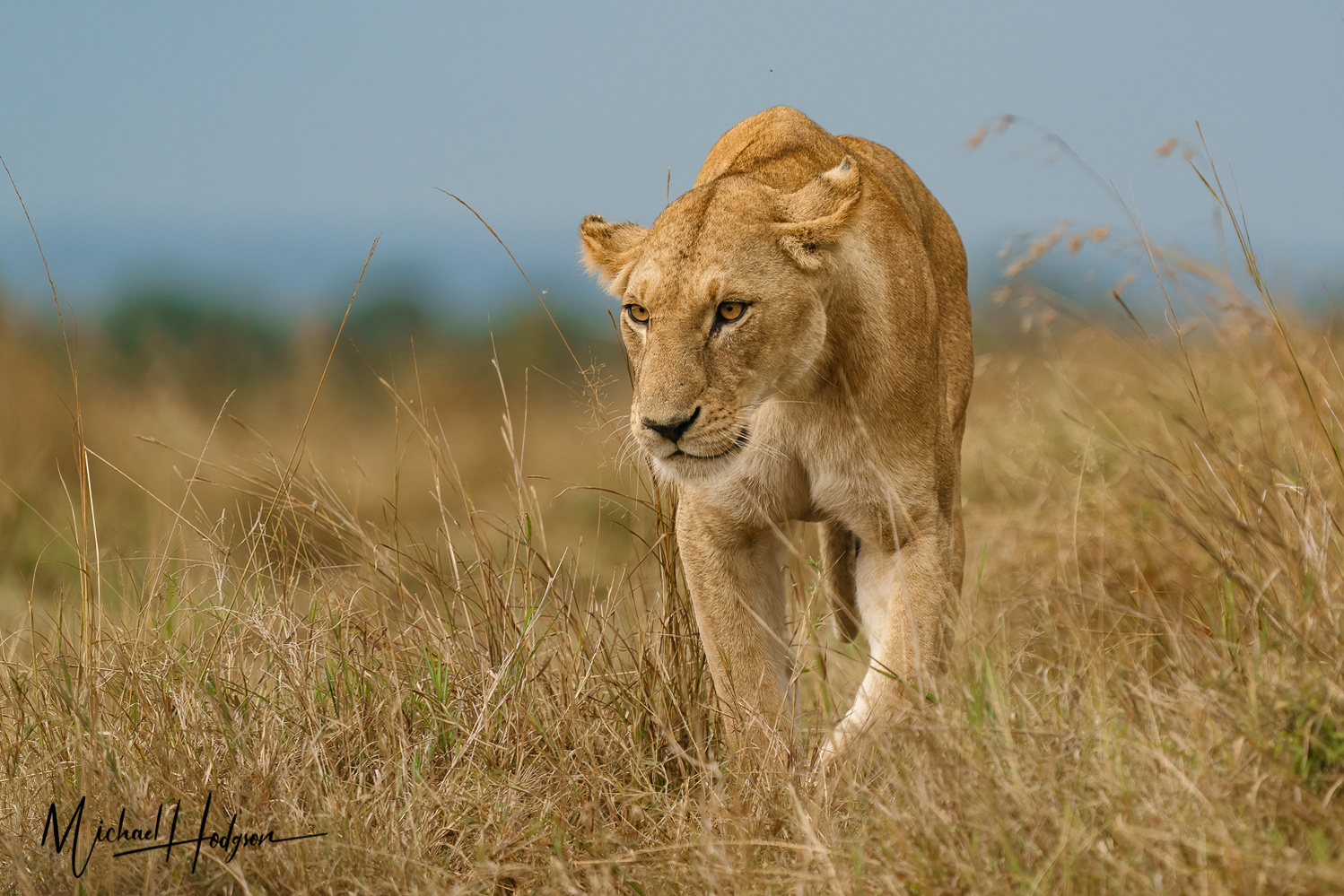 A female lion walks toward the camera near sunset in tall grass. 