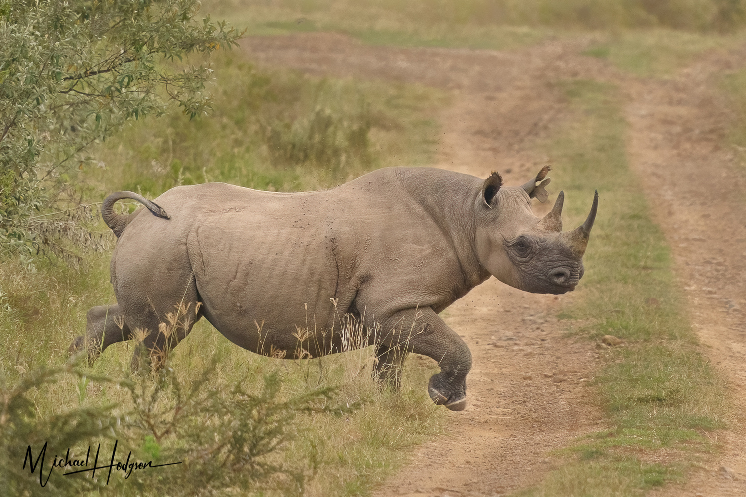 A rare black rhino crosses a road in front of our safari vehicle in Lake Nakuru.