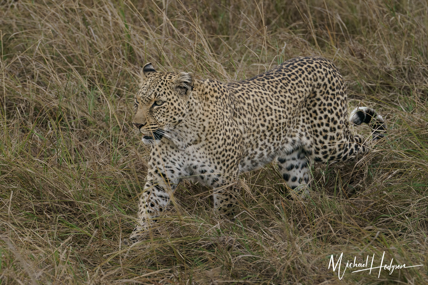 A leopard walking by a safari vehicle. 