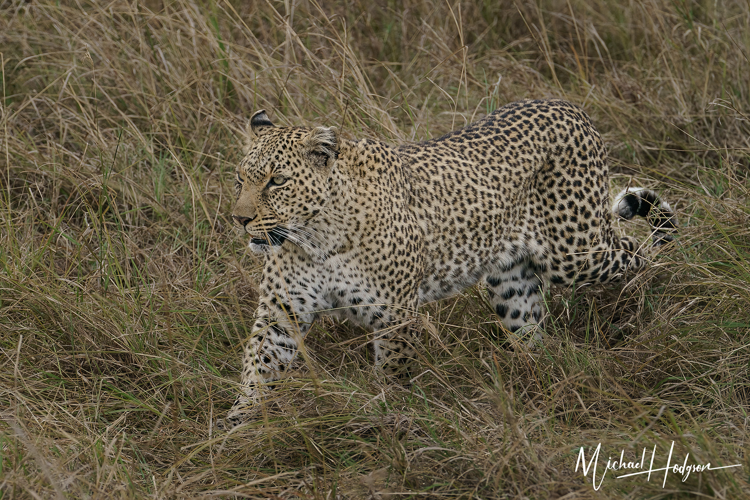 A leopard walking by a safari vehicle. 