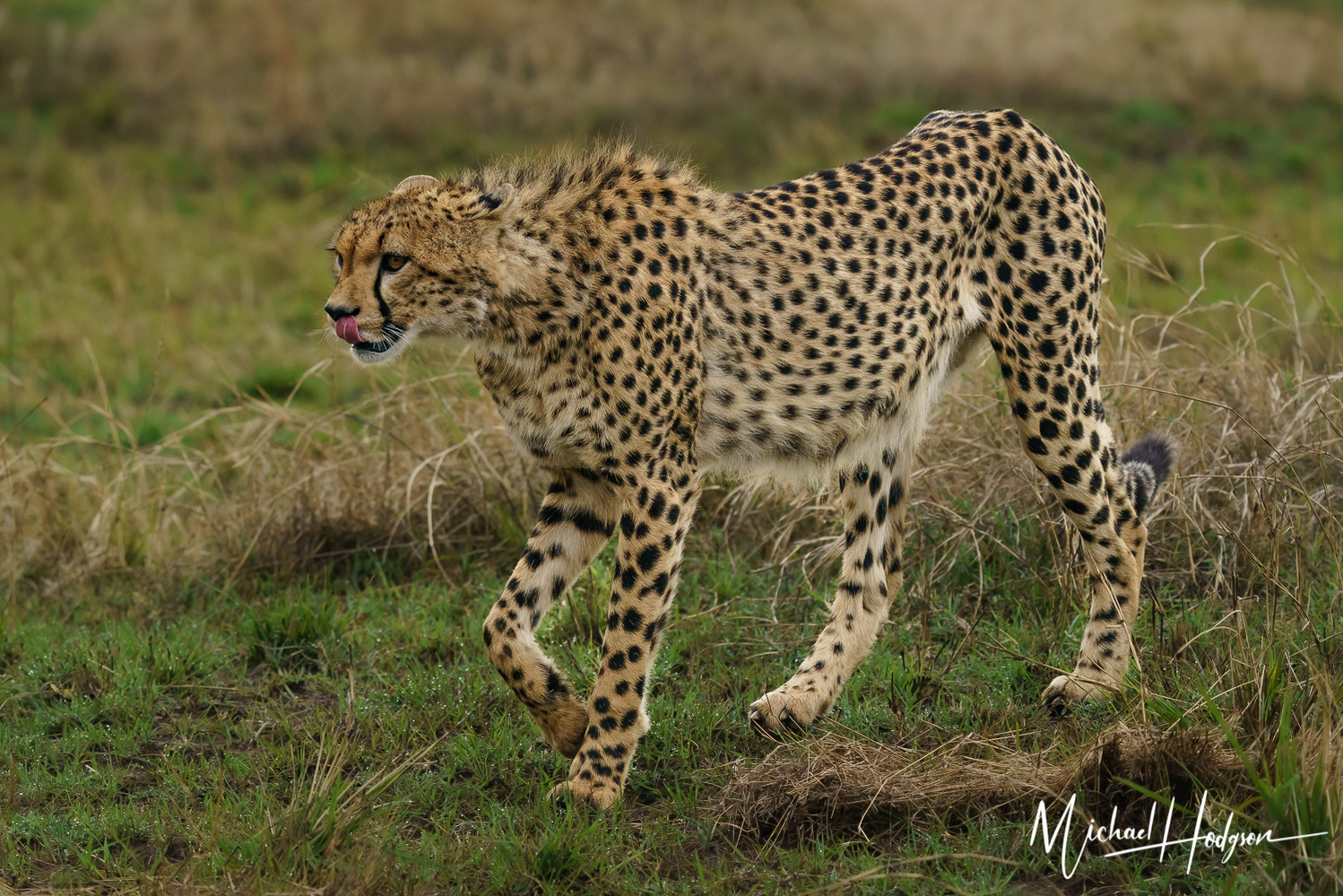 A cheetah licking its lips as it walks toward its prey.