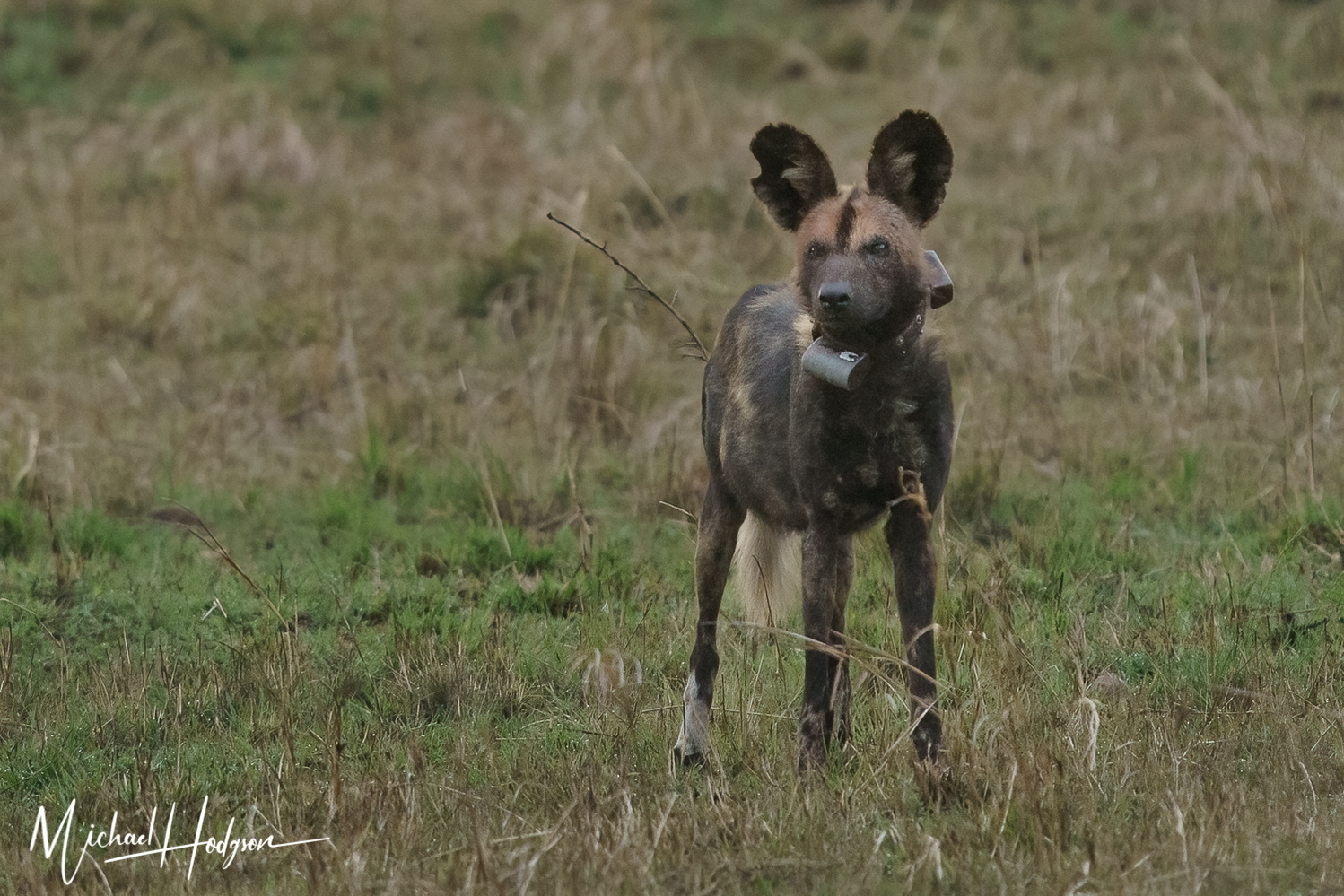 An African dog with a radio collar looking at the camera in the Maasai Mara. 