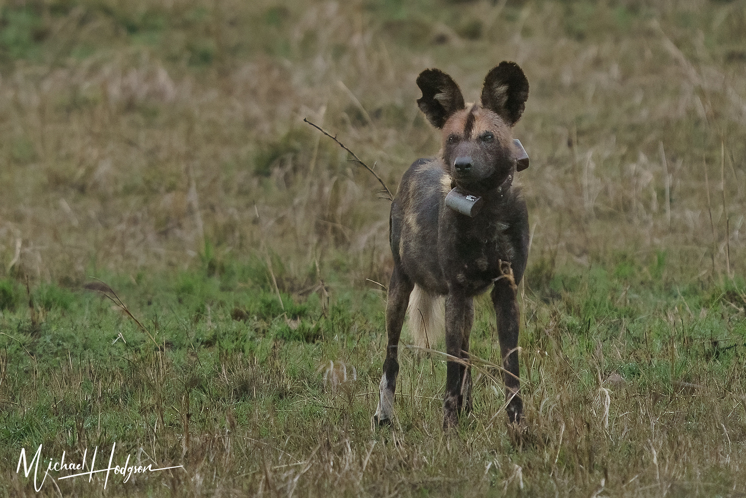 An African dog with a radio collar looking at the camera in the Maasai Mara. 