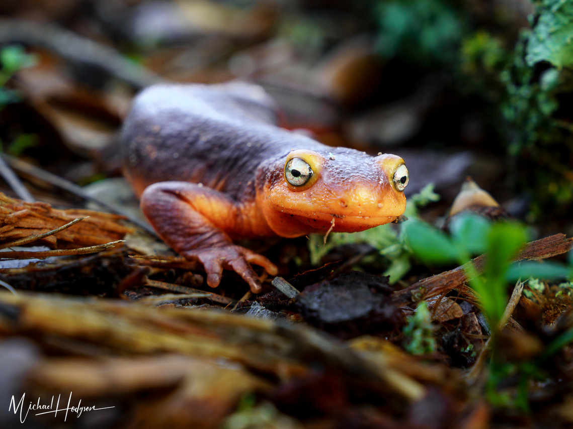 Closeup of a California newt crawling along the forest floor in a light rain. 