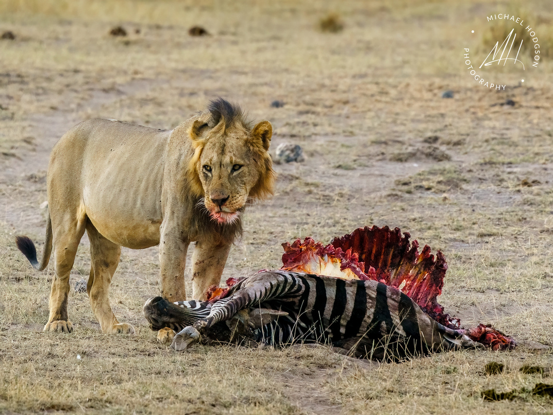Male lion with a bloody muzzle feasting on a zebra kill in Amboseli. 
