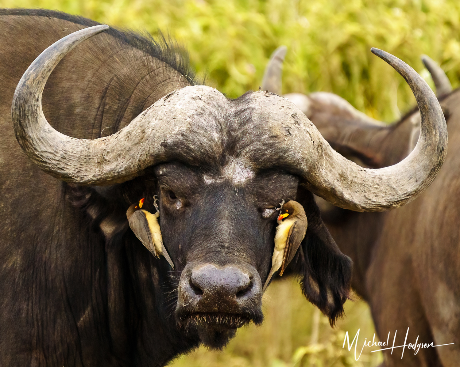 An African buffalo with two oxpeckers perched on its face, one bird by each eye. 