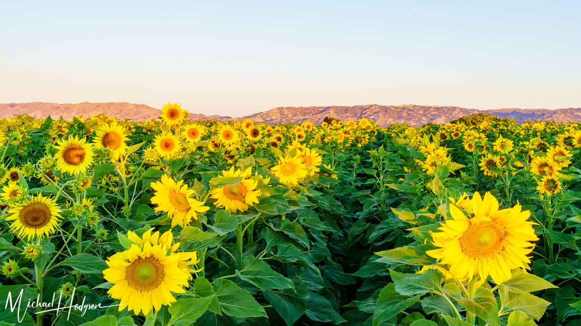 Beautiful sunflower field at sunrise, with mountains in the background. 