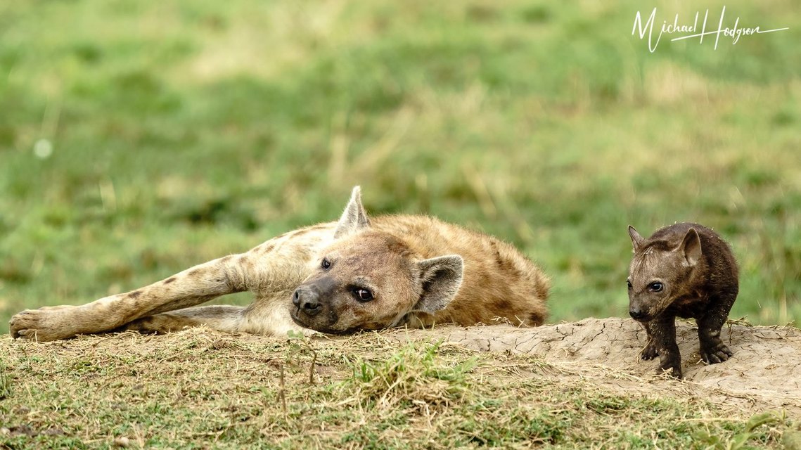 A tiny hyena cub emerges from the den for the first time as its mother looks warily at the camera. 