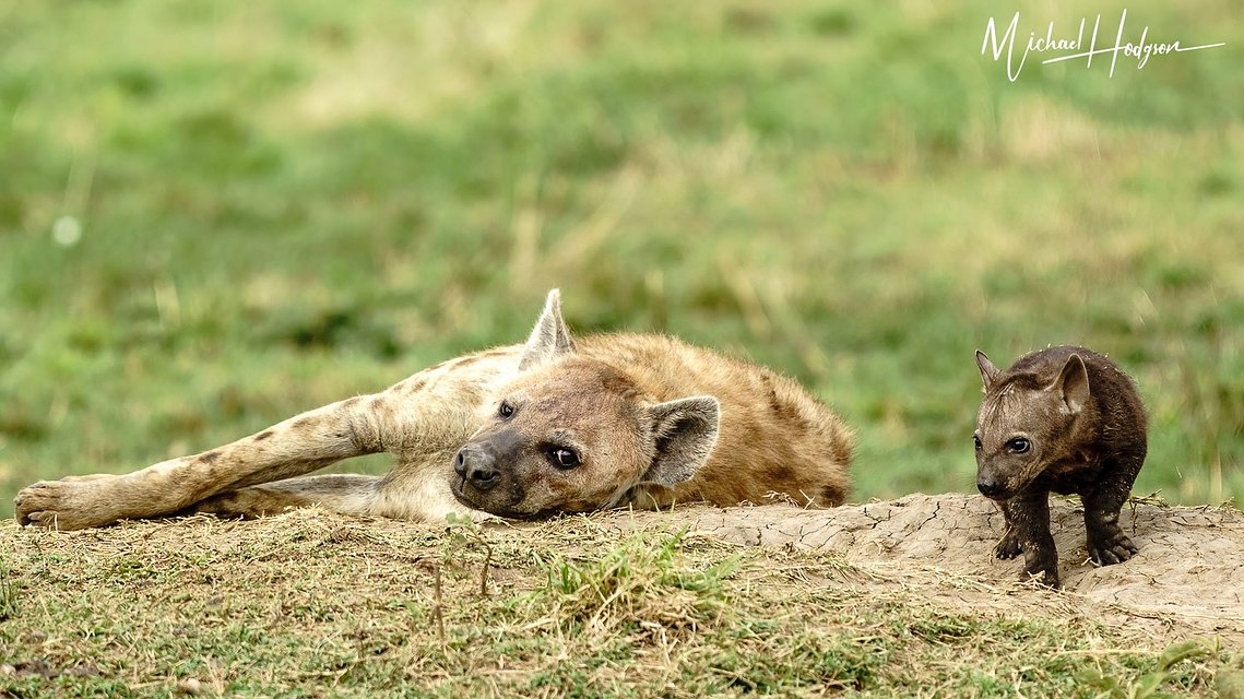 A tiny hyena cub emerges from the den for the first time as its mother looks warily at the camera. 