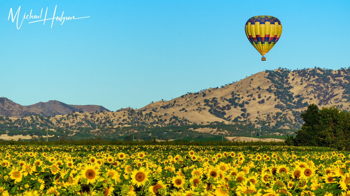 Photo of a hot air balloon flying over a sunflower field  that is perfectly in focus with mountains in the background. 