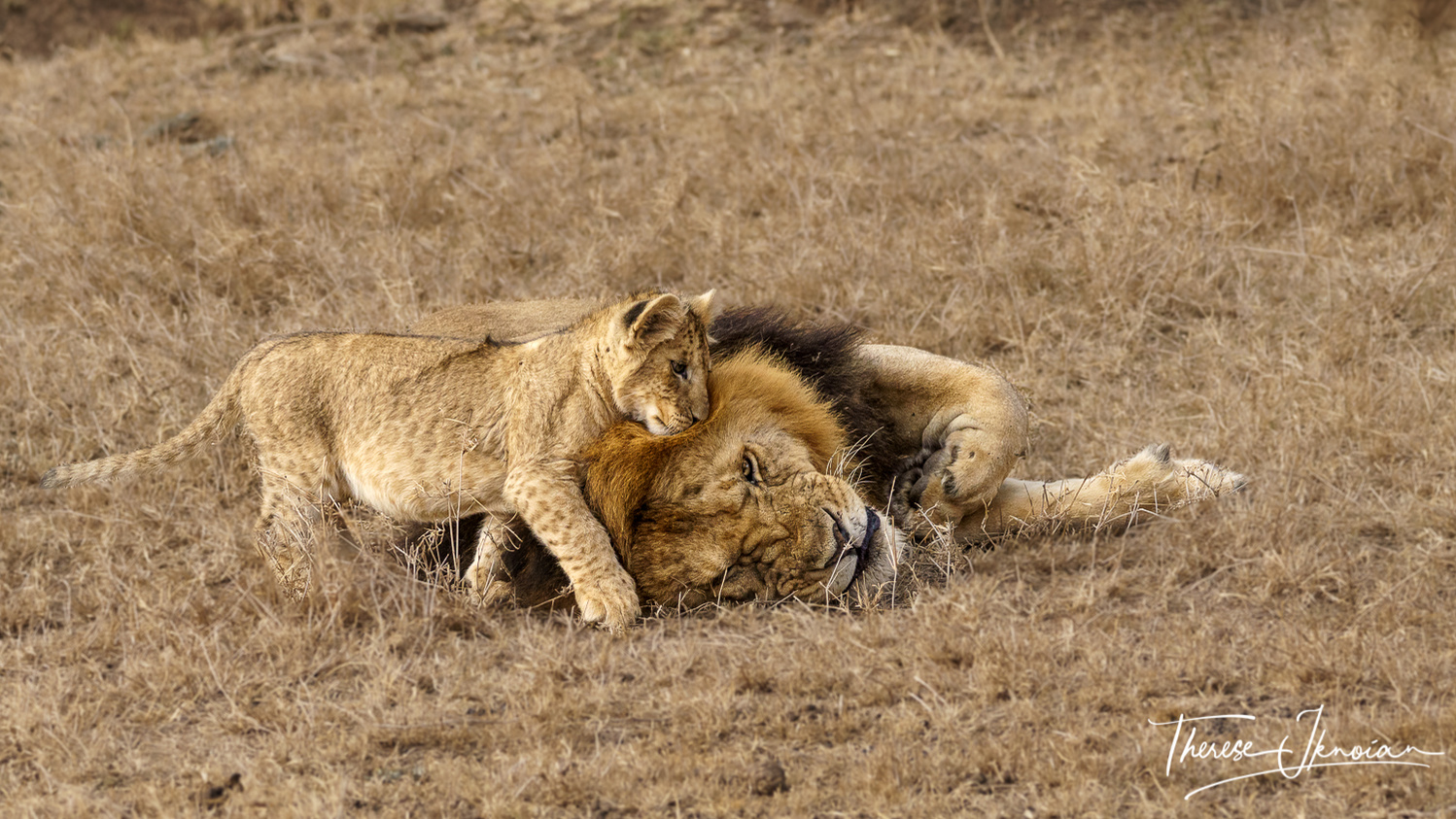 A lion cub nuzzles the mane of his father while the male lion tries to sleep. 