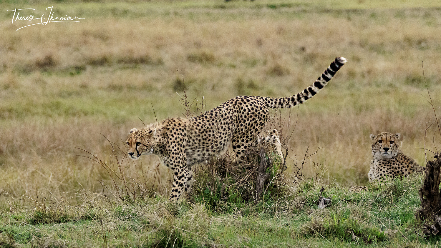 A cheetah on the move through the grass. 