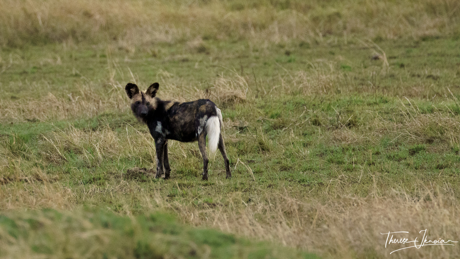An African dog with a radio collar looks back at the camera. 