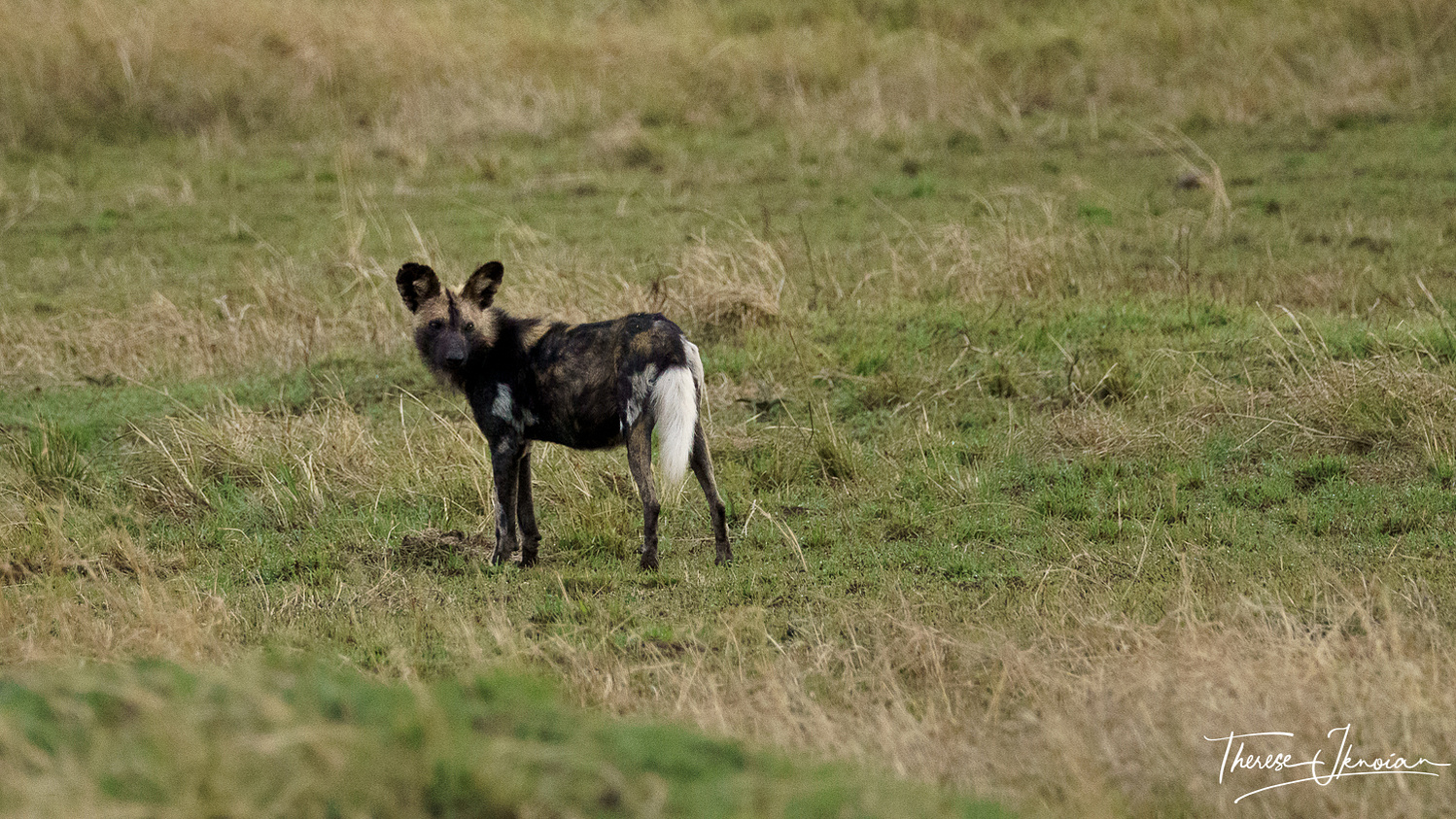 An African dog with a radio collar looks back at the camera. 