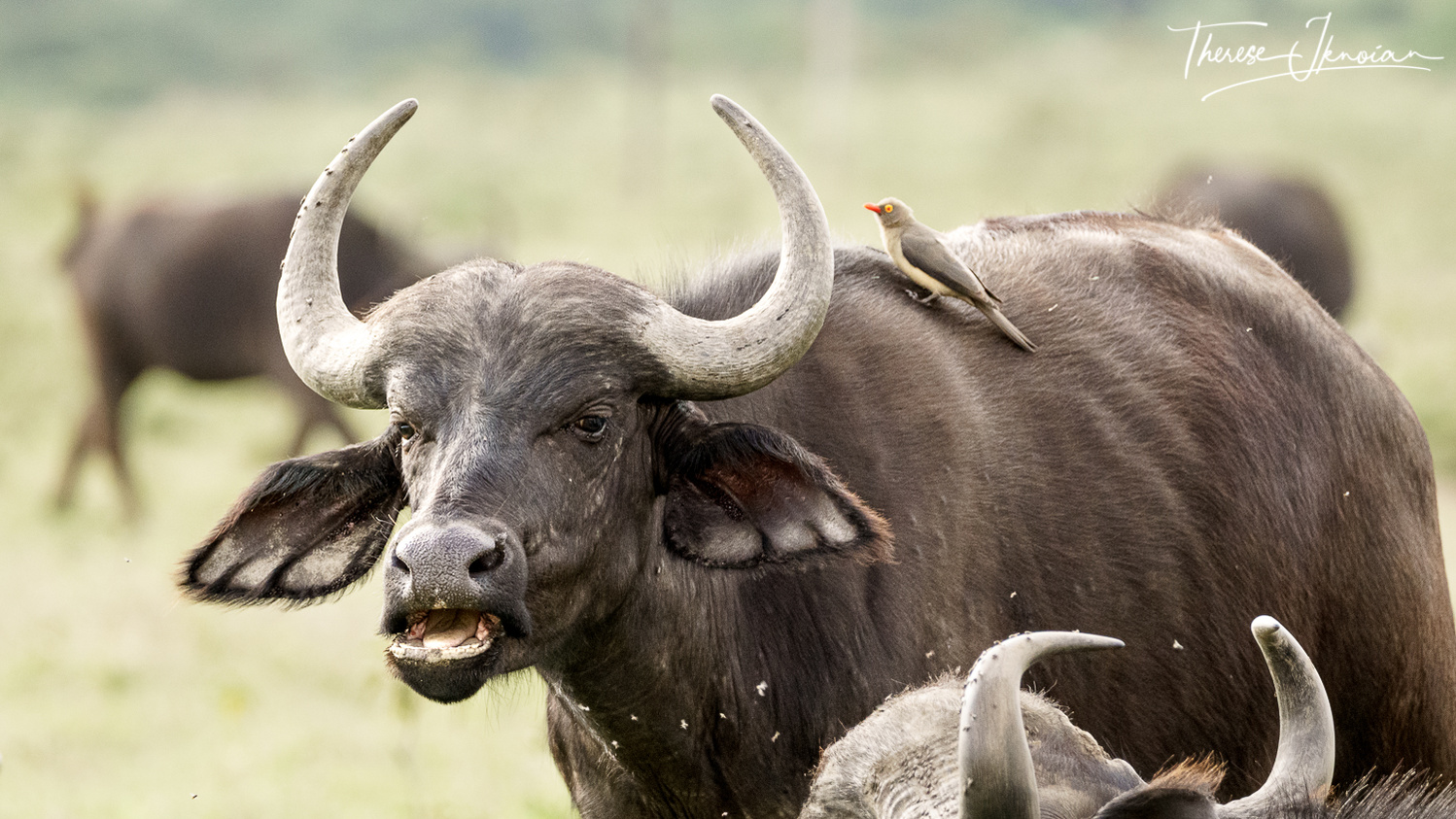 African buffalo with mouth open.