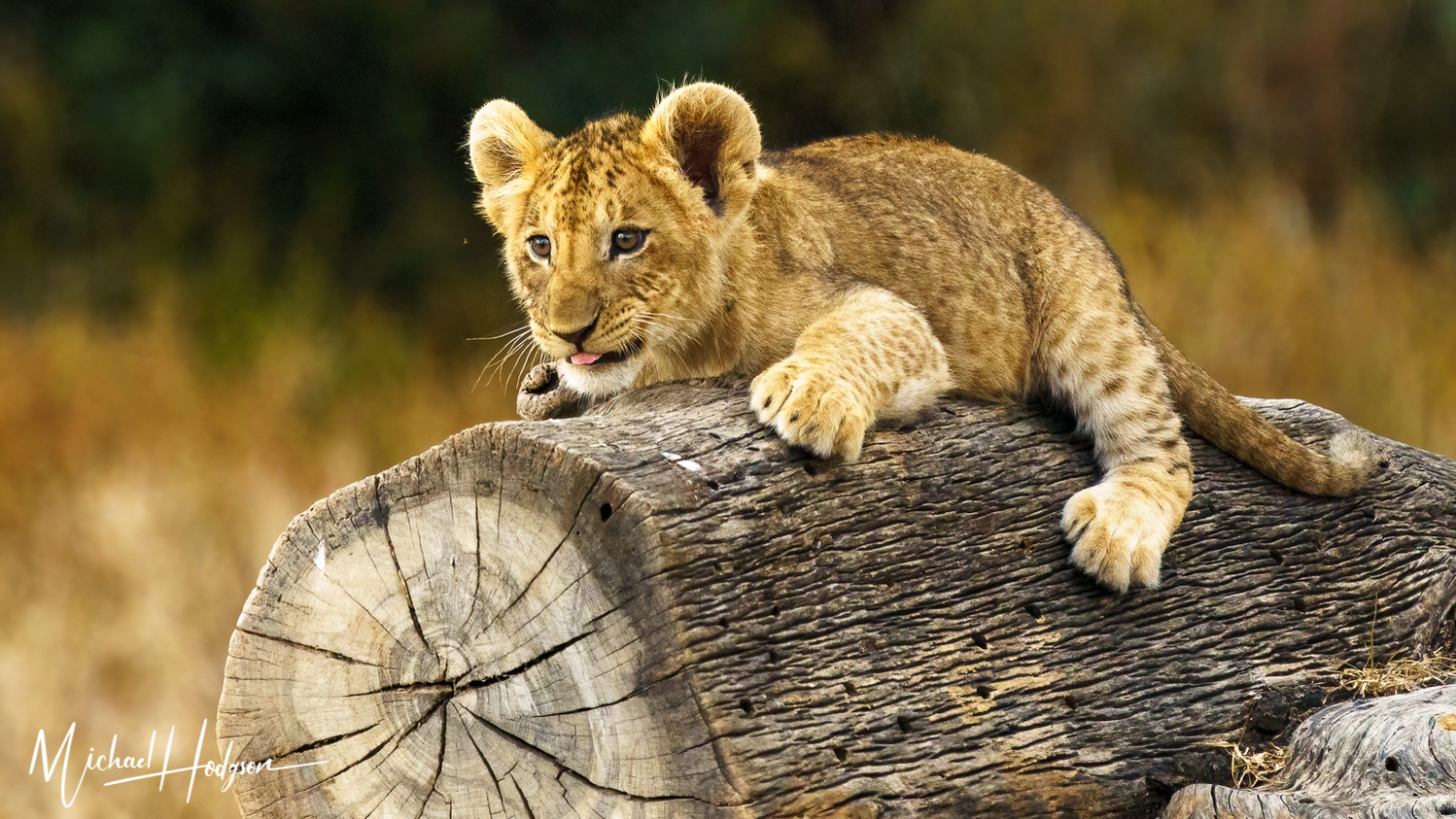 A lion cub straddles a log staring at a bug flying in front of it. 